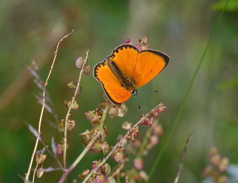 Lycaena virgaureae? Si,  ♂